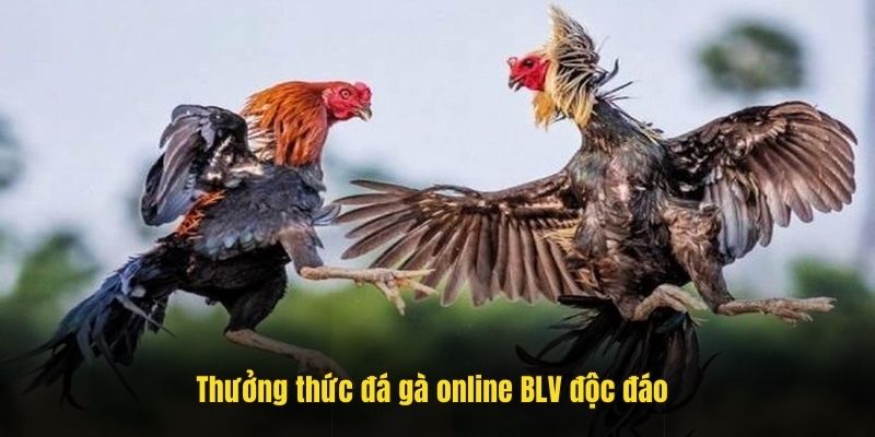 Thưởng thức đá gà online BLV độc đáo